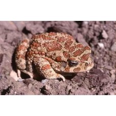 Bufo Mauritanicus - Sclerophrys mauritanica